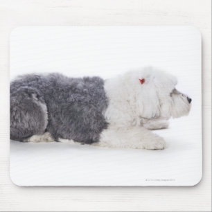 Old English Sheepdog on white background Mouse Pad
