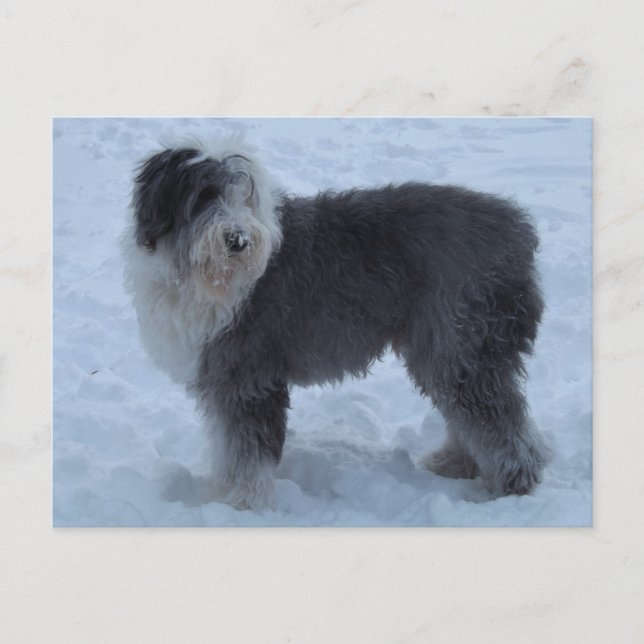 Old English SHeepdog Post Card - Snow Dog! (Front)