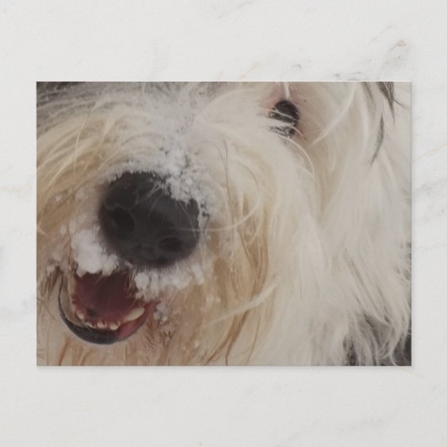 Old English Sheepdog Post Card - Snow Face (Front)