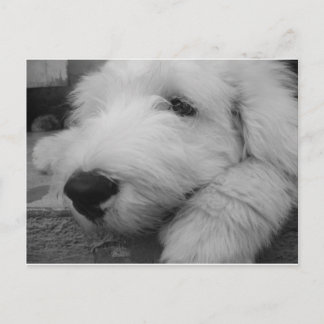 Old English Sheepdog Postcard