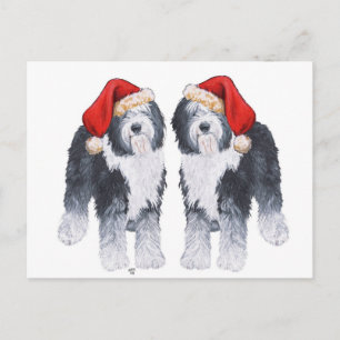 Old English Sheepdog Santa Hat Holiday Postcard