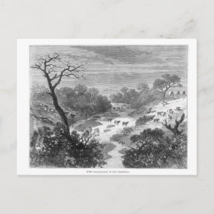 Old engraving- Landscape with cattle Postcard
