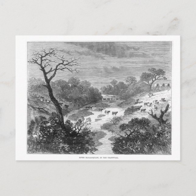 Old engraving- Landscape with cattle Postcard (Front)