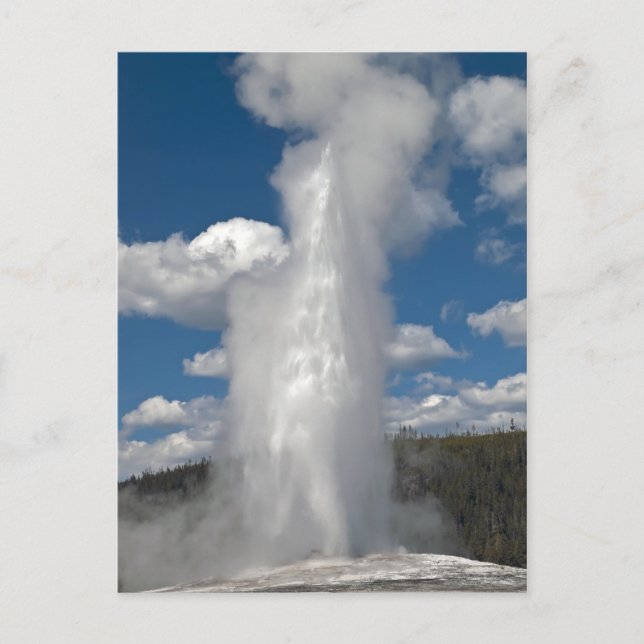 Old Faithful Geyser - Postcard (Front)
