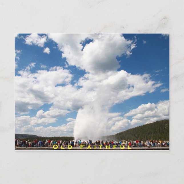 Old Faithful Geyser Postcard :: Yellowstone Nat'l (Front)