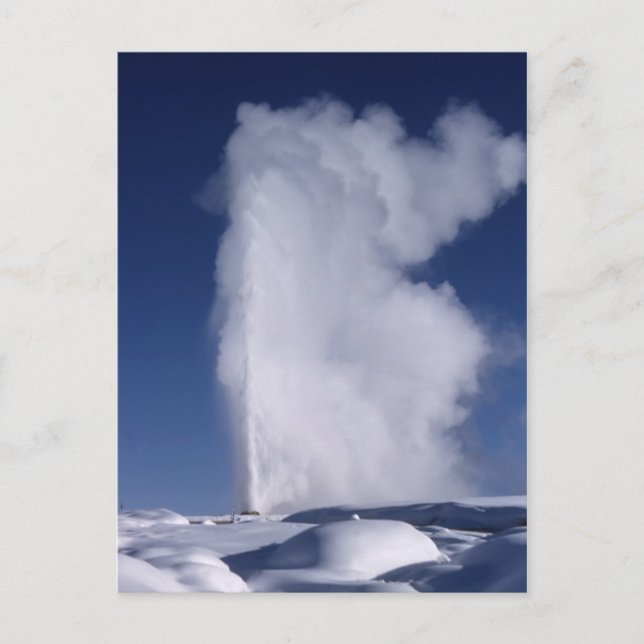 Old Faithful in Winter Postcard (Front)