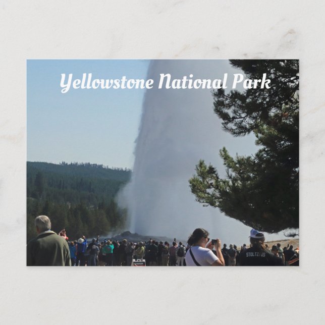 Old Faithful Postcard (Front)