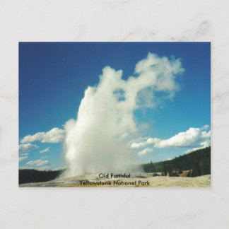 Old Faithful @ Yellowstone National Park Postcard