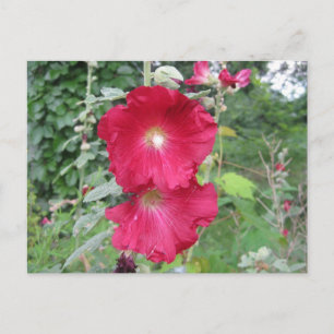 Old Fashioned Hollyhock Flowers Postcard