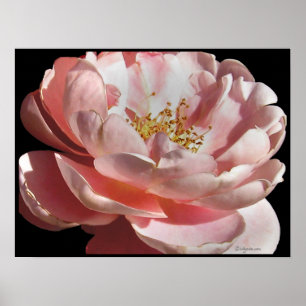 Old Fashioned Pink Rose Poster Print