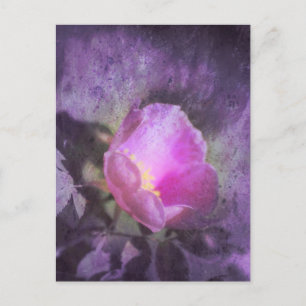 Old fashioned pink rose, purple texture postcard