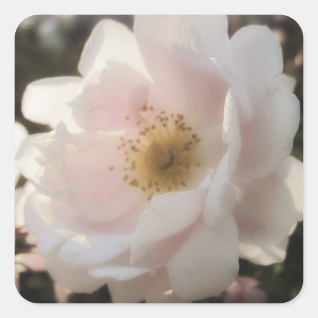 Old Fashioned Rose Square Sticker (Front)