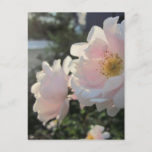 Old Fashioned Roses Postcard (Front)