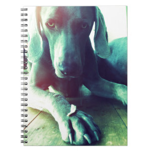 Old fashioned Weimaraner photo Notebook