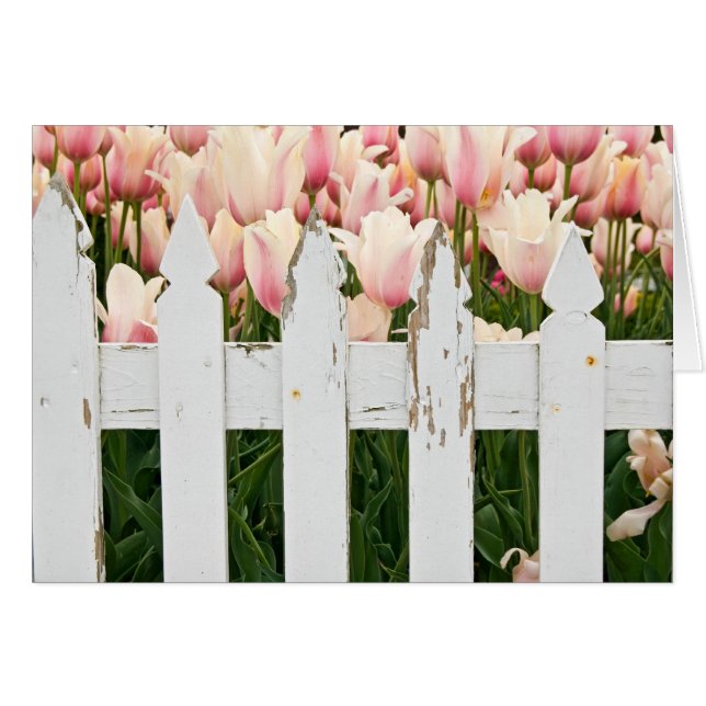 old fence with tulips (Front Horizontal)