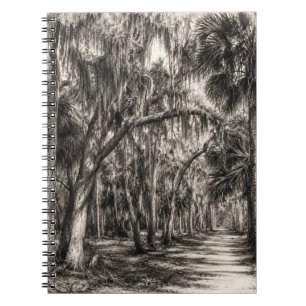 Old Florida Oak Hammock Graphite Sketch   Rockledg Notebook