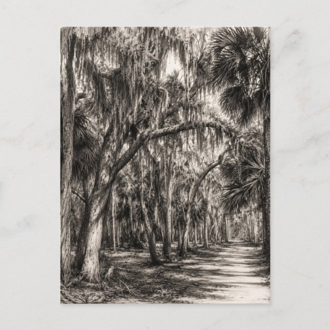 Old Florida Oak Hammock Graphite Sketch | Rockledg Postcard (Front)
