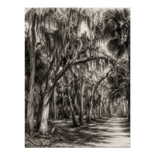 Old Florida Oak Hammock Graphite Sketch Rockledg Poster