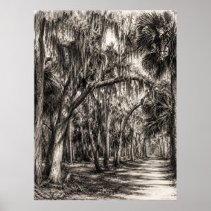 Old Florida Oak Hammock Graphite Sketch Rockledg Poster