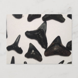 Old Florida Shark Teeth Jaw Fossils Postcard