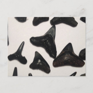 Old Florida Shark Teeth Jaw Fossils Postcard