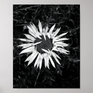 Old Flower Poster