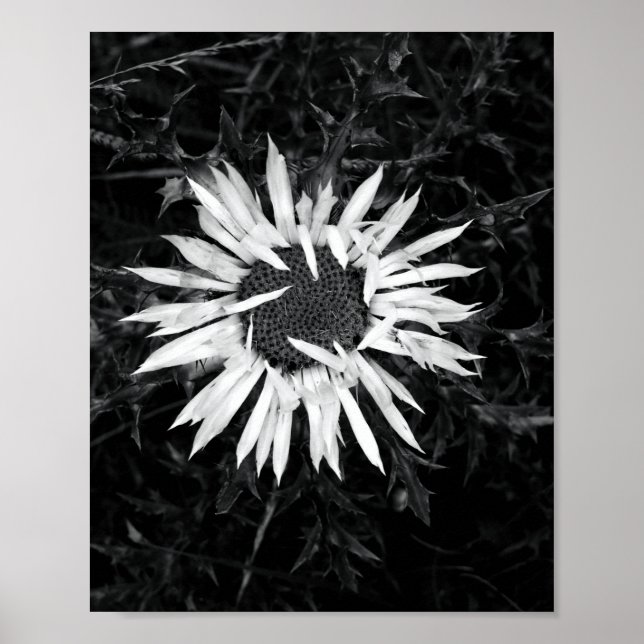 Old Flower Poster (Front)
