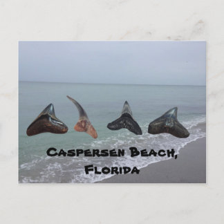 Old Fossilised Shark Teeth Florida Beach Treasures Postcard