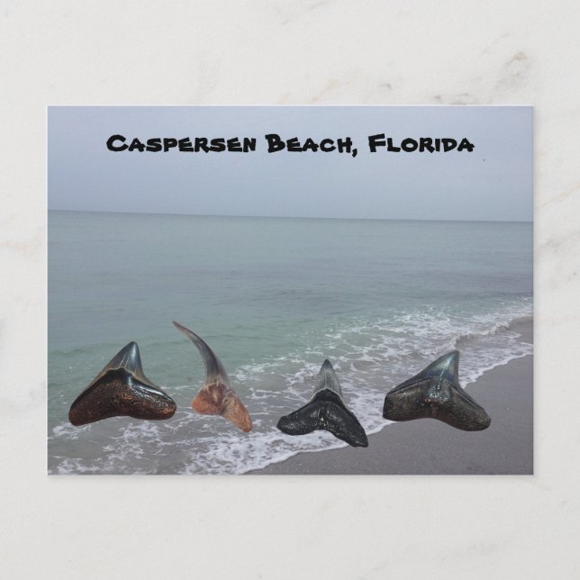 Old Fossilised Shark Teeth Florida Beach Treasures Postcard (Front)