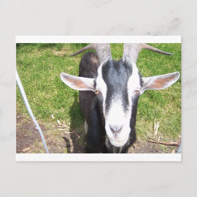 Old Goat Postcard (Front)