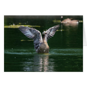 Old Goose Wing Action