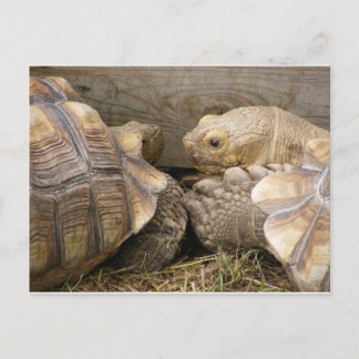 Old Gossips Postcard