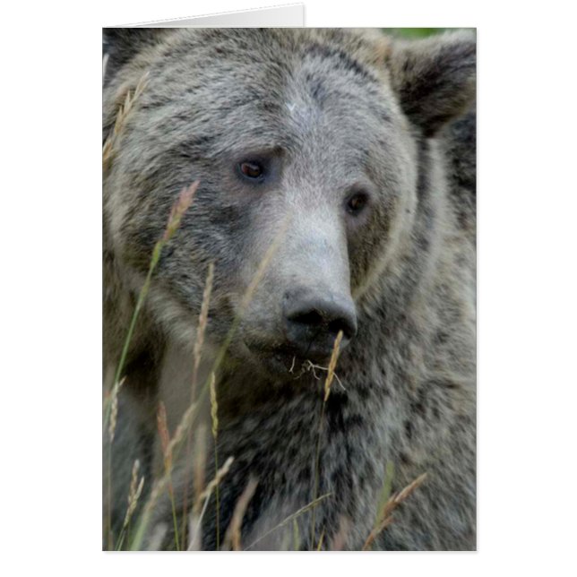 Old Grizzly Bear (Front)