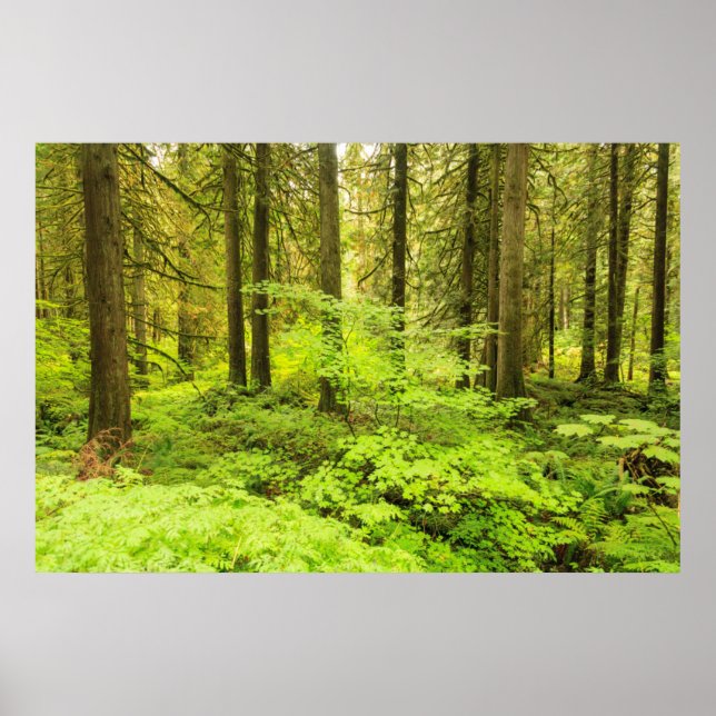 old growth forest at grove of the Patriarchs Poster (Front)