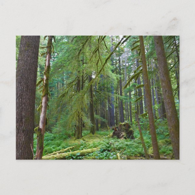 Old Growth Forest Postcard (Front)