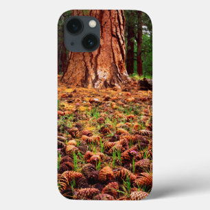 Old-growth Ponderosa tree with pine cones iPhone 13 Case