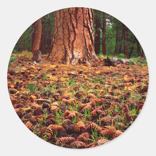 Old-growth Ponderosa tree with pine cones Classic Round Sticker (Front)