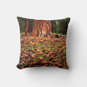 Old-growth Ponderosa tree with pine cones Cushion