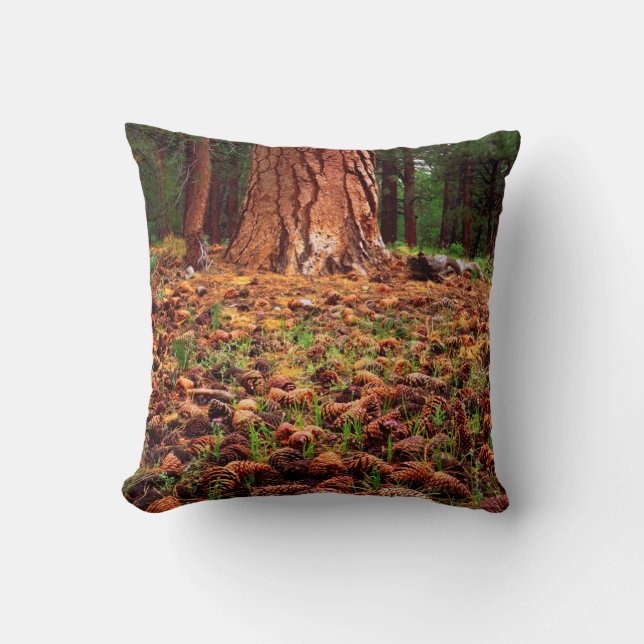 Old-growth Ponderosa tree with pine cones Cushion (Front)