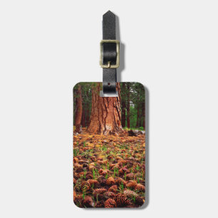 Old-growth Ponderosa tree with pine cones Luggage Tag