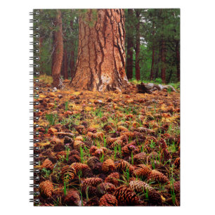 Old-growth Ponderosa tree with pine cones Notebook