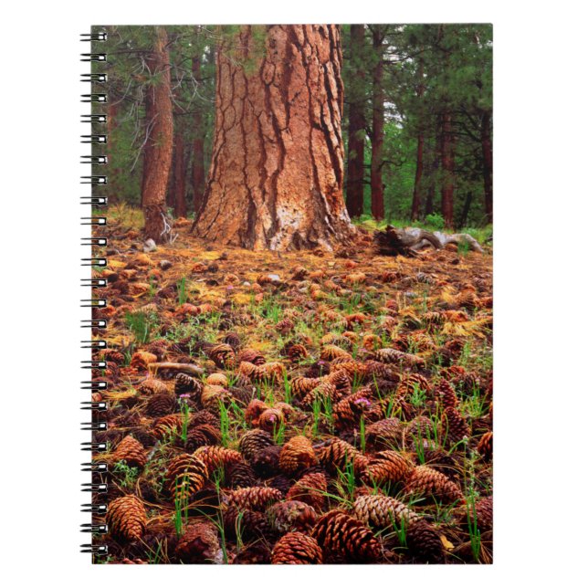 Old-growth Ponderosa tree with pine cones Notebook (Front)