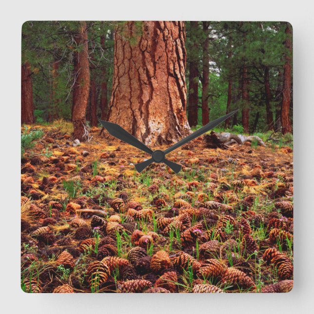 Old-growth Ponderosa tree with pine cones Square Wall Clock (Front)