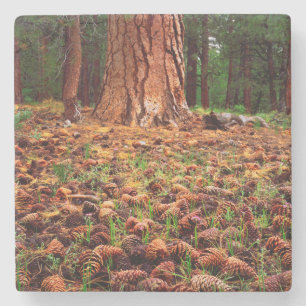 Old-growth Ponderosa tree with pine cones Stone Coaster