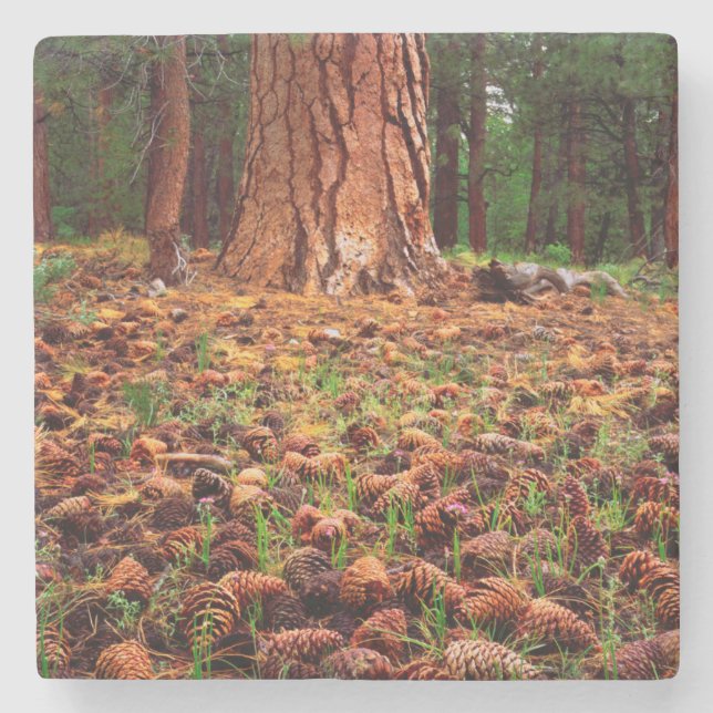 Old-growth Ponderosa tree with pine cones Stone Coaster (Front)