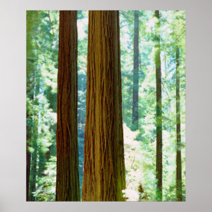Old-growth Redwood trees Poster