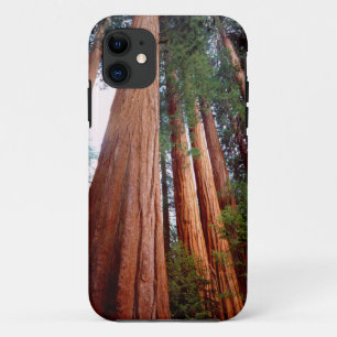 Old-growth Sequoia Redwood trees iPhone 11 Case