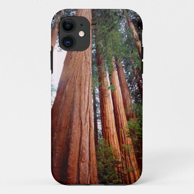 Old-growth Sequoia Redwood trees Case-Mate iPhone Case (Back)