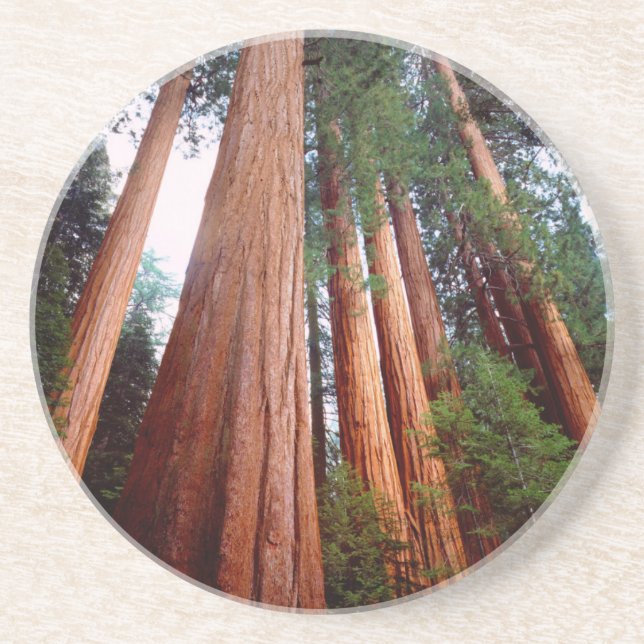 Old-growth Sequoia Redwood trees Coaster (Front)