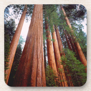 Old-growth Sequoia Redwood trees Coaster